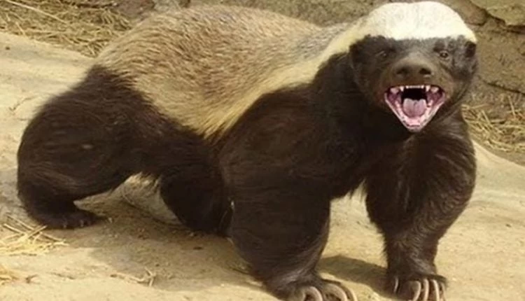 Αυτό είναι το πιο επικίνδυνο ζώο στον κόσμο: Σκοτώνει τίγρεις, λιοντάρια και αρκούδες – Τρέφεται με δηλητηριώδη φίδια!